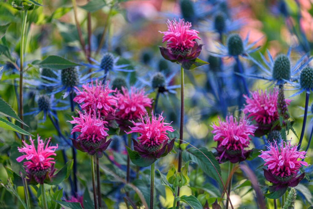 bee balm (monarda)